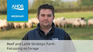 AHDB Beef and Lamb Strategic Farm: Focusing on forage