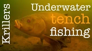 Tench fishing using kriller boilies - Underwater footage - Breamtime S4 E6