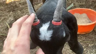 Обезроживание коз резинками.
