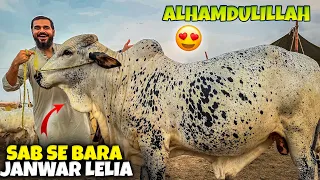 Alhamdulillah sab se bara janwar lelia 🥰🐂 kitne ka lia ?