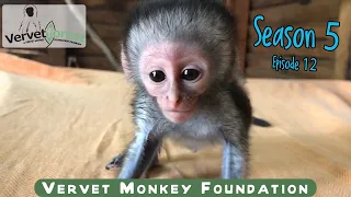 Baby orphan monkey integration in full swing meeting monkey foster moms