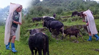 Family in the Jungle || Season - 2 || Video - 20 || Grazing cows in the jungle || Rural Nepal ||