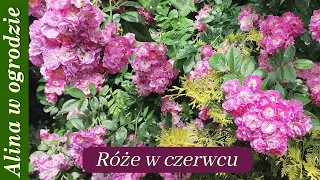 Moje róże na początku czerwca