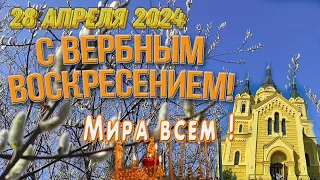 С Вербным воскресением! 28апреля 2024  Каждому мира и добра!