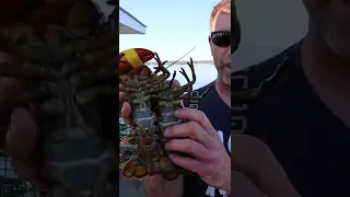 #short Male Lobster vs Female Lobster