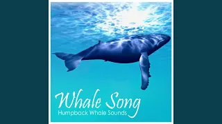 Humpback Whale Sounds