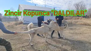 "ASLAN ve ZALO KÖTÜ BOĞUŞTULAR"KULAĞINA ÜFLEYİNCE BIRAKTI#dog #wolf #puppy #kangal #malaklı#alabai