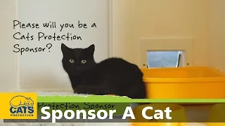 Will you Sponsor a Cat?