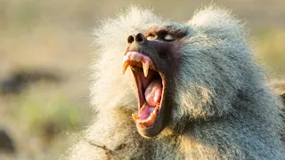 Baboon Troops Clash Over Territory | Life | BBC Earth