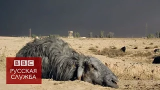 Из-за горящих нефтяных скважин в Мосуле почернели овцы