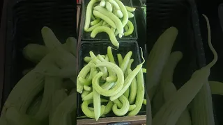Armenian cucumbers