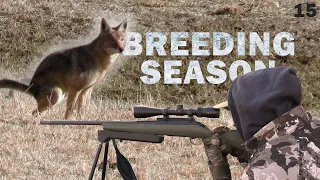 BREEDING SEASON COYOTES!! (Kentucky Coyote Hunting)