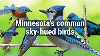 Minnesotas Common sky-hued birds