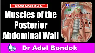 Muscles of the Posterior Abdominal Wall, Dr Adel Bondok