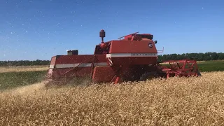 Урожайність непогана! Молотимо свою пшеничку своїм комбайном Massey Ferguson 487