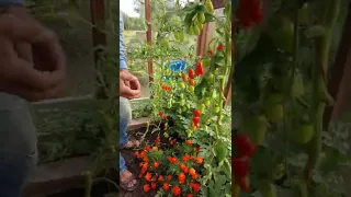 Regrow tomatoes year on year from a sideshoot