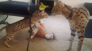 Serval Meets Savannah For The First Time!