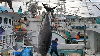Amazing 400KG giant bluefin tuna cutting master, Luxurious sashimi/巨大黑鮪魚切割大師, 鮪魚金三角