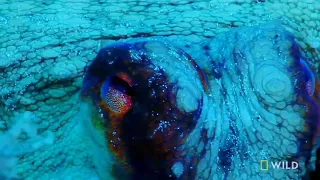 Mantis shrimp vs octopus #ibetyouwillbeamazed #feathermanloft #nature #octopus #mantisshrimp