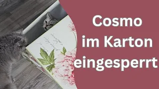 Wir Apollo es rechtzeitig schaffen Cosmo zu befreien?!