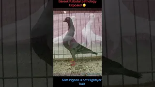 #pure_pigeon_breeds_club #boycott_ustadi_shagirdi ##highlights  #subscribe #like #share #follow