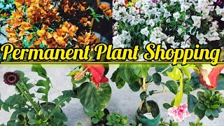 Permanent Plant Shopping | With Price | Permanent Flowering Plants...