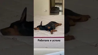 Работала и устала #цвергпинчер #zwergpinscher #собака