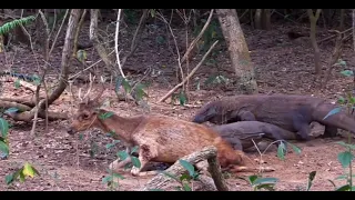 Top 5 Komodo Dragon Hunting | Komodo dragon eating prey alive | Komodo Dragon vs deer |Komodo dragon