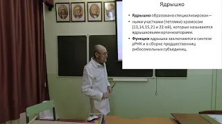 Ядро клетки. Клеточный цикл