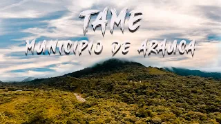 Tame Arauca