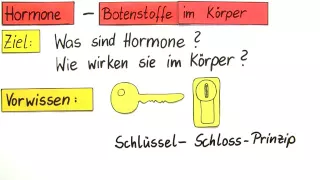 HORMONE UND IHRE WIRKUNGSWEISE | Biologie | Biologie des Menschen (Mittelstufe)