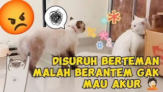 CARA KUCING BERTEMAN DAN TIDAK BERTENGKAR GIMANA YA ? INI BERTARUNG TERUS | Life Cat Diary Ep.111