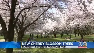 New cherry blossom trees planted throughout Fairmount Park