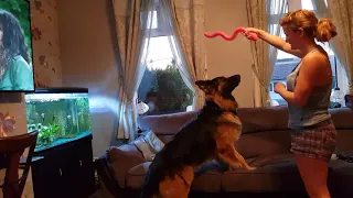 Shadow leaps into action for his toy!