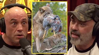 Joe & Eddie: "He Thought The Coyote Was His Friend..."