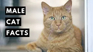 15 Fascinating Facts About Male Cats