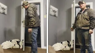 His Wife Gifted Him A Baby Cow! Family Brings Baby Cow Into Their Home (Reaction Video to Pat Calf)