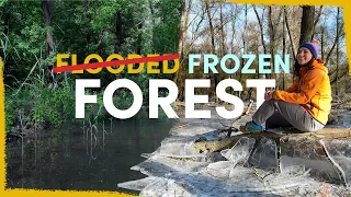 We flooded a forest and now it froze - project update