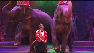 Итальянский Цирк "Слоны и Тигры" Ижевск
