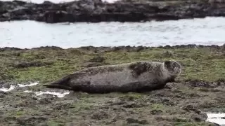 Scratching seal