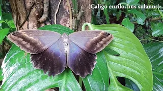 The Beautiful (And Terrifying) Owl Butterflies of Tropical America