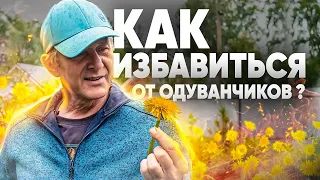 СПОСОБЫ БОРЬБЫ С СОРНЯКАМИ. Как избавиться от одуванчиков на участке?