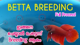 How to breed betta fish | betta breeding malayalam | Fighter Breeding 🐠 #betta
