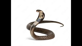 STOCKTALES : Snake.