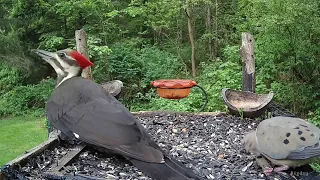 The new Female Pileated Woodpecker :)