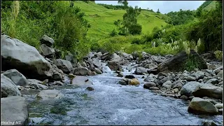 Babbling brook sounds, peaceful birds chirping in the woods, beat the insomnia, calm the mind, study