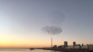 Starlings murmurations Brighton Palace Pier