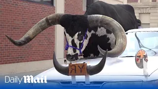 Police pull over vehicle with a giant bull riding in the front passenger seat