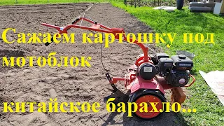 Посадка картошки под мотоблок Агат 6.5 л.с./ Мотоблок АГАТ 6.5 л.с. двигатель Lifan