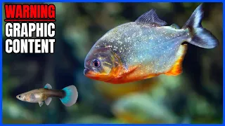 Red Belly Piranha LIVE FEEDING! (Guppies, Shrimp, & More)